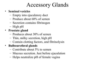 Accessory Glands
• Seminal vesicles
– Empty into ejaculatory duct
– Produce about 60% of semen
– Secretion contains fibrinogen
– High pH
• Prostate gland
– Produces about 30% of semen
– Thin, milky secretion, high pH
– Contain clotting factors, and fibrinolysin
• Bulbourethral glands
– Contribute about 5% to semen
– Mucous secretion. Just before ejaculation
– Helps neutralize pH of female vagina
 