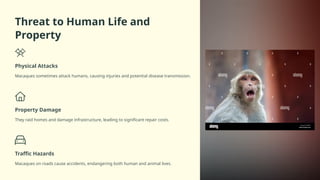 Macaque Injuries Human-Rhesus-Macaques-Conflict-in-Himachal-Pradesh.pptx