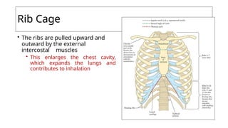Outward Ribs -Human-Skeletal-System OF HUMAN -PPT.pptx