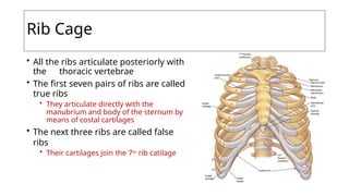 Seven False Ribs -Human-Skeletal-System IHDSVVGJ-PPT.pptx
