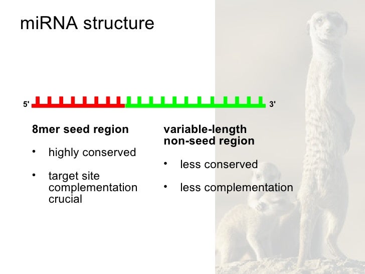 Human Snps In Microrna Target Sites Human Snps In Microrna Target Sites