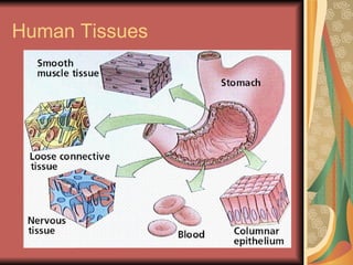 Human Tissues 