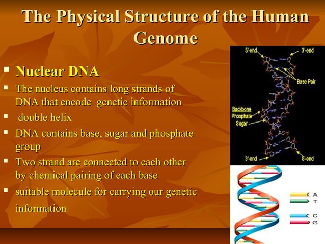 Human Genome Project