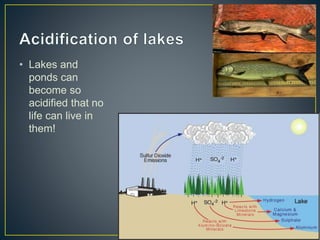 • Lakes and
ponds can
become so
acidified that no
life can live in
them!
 