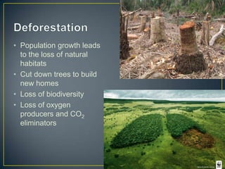 • Population growth leads
to the loss of natural
habitats
• Cut down trees to build
new homes
• Loss of biodiversity
• Loss of oxygen
producers and CO2
eliminators
 