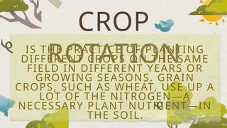 CROP
ROTATION
IS THE PRACTICE OF PLANTING
DIFFERENT CROPS ON THE SAME
FIELD IN DIFFERENT YEARS OR
GROWING SEASONS. GRAIN
CROPS, SUCH AS WHEAT, USE UP A
LOT OF THE NITROGEN—A
NECESSARY PLANT NUTRIENT—IN
THE SOIL.
 