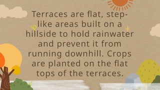 Terraces are flat, step-
like areas built on a
hillside to hold rainwater
and prevent it from
running downhill. Crops
are planted on the flat
tops of the terraces.
 