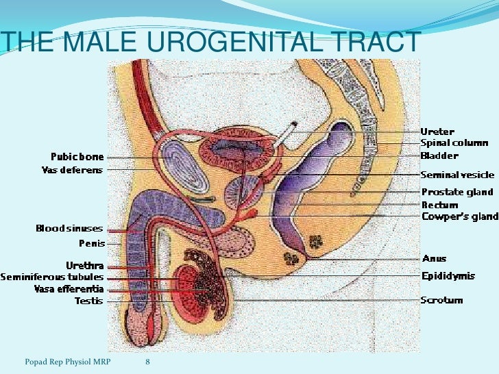 human sexual diagram human adloscent physiology human sexual diagram human adloscent physiology