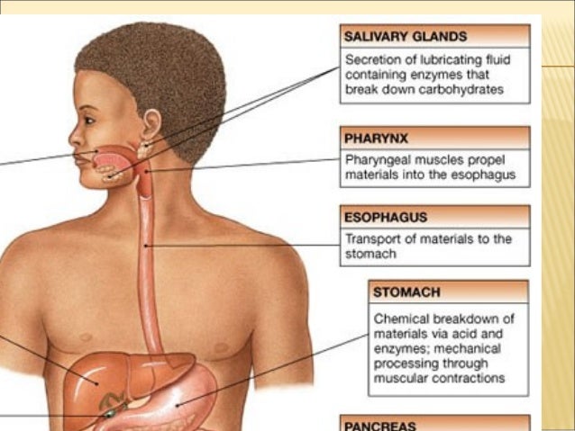 Grade 8 INTRA - Human Alimentary Canal