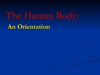 The Human Body: An Orientation 