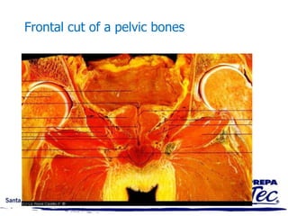 TaquiMEDICAL AND ANATOMIC TERMINOLOGY