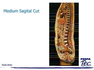 MEDICAL AND ANATOMIC TERMINOLOGY