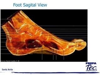MEDICAL AND ANATOMIC TERMINOLOGY