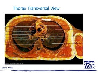 MEDICAL AND ANATOMIC TERMINOLOGY