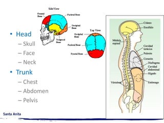 MEDICAL AND ANATOMIC TERMINOLOGY