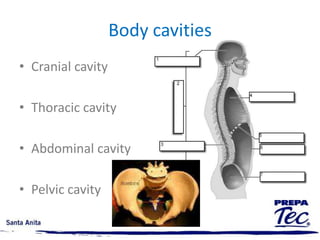 Anatomical divisionViews Sagital viewFrontal viewHorizontal or transverse viewSegments Head and neckTrunkExtremities 