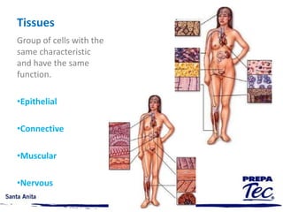 Frontal viewHorizontal viewFrontal view