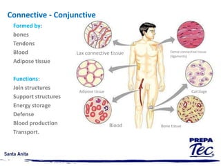 New imaging technology reveals the inner bodyNew technologies enable us to see body organs without surgeryComputed tomography (CT)Magnetic resonance 