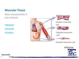 Frontal cut of a pelvic bones