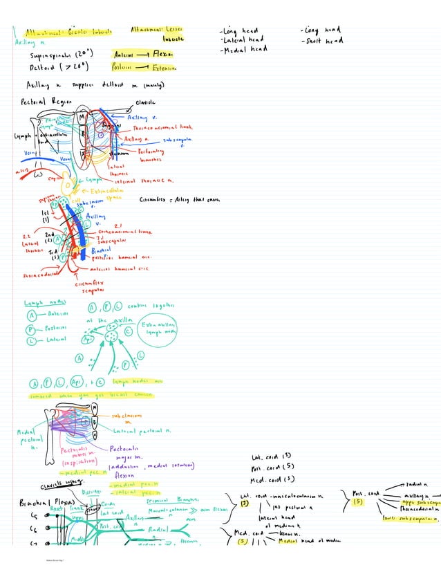 Human Anatomy | PDF