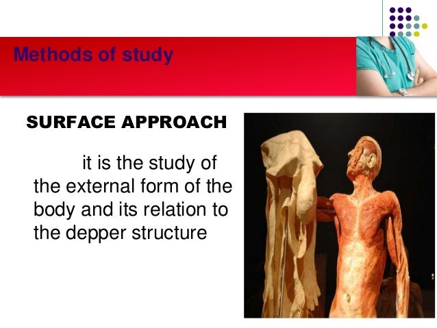 human anatomy essays