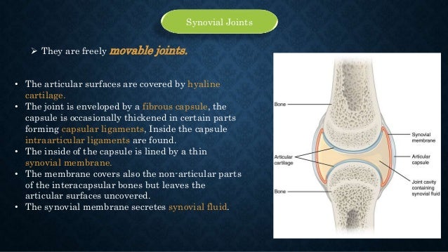 Human Anatomy Classification Of Joints