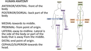HUMAN ANATOMY
ANTERIOR/VENTRAL- front of the
body
POSTERIOR/DORSAL- back part of the
body
MEDIAL-towards to middle.
PROXIMAL- from point of origin.
LATERAL-away to midline. Lateral is
the side of the body or part of the
body that is away from the middle.
DISTAL-end point of origin.
CEPHALO/SUPERIOR-towards the
head.
 