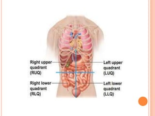 Urq Human anatomy | PPTX