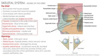Human anatomy.pdf