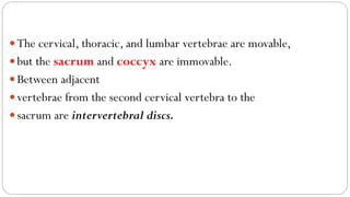 The cervical, thoracic, and lumbar vertebrae are movable,
but the sacrum and coccyx are immovable.
Between adjacent
vertebrae from the second cervical vertebra to the
sacrum are intervertebral discs.
 