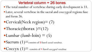 Vertebral column = 26 bones
The total number of vertebrae during early development is 33.
Later, several vertebrae in the sacral and coccygeal regions fuse
and form 26.
Cervical(Neck region)= (7)
Thoracic(thorax )=(12)
Lumbar (lumb-loin) = (5)
Sacrum (1)=consists of 5 fused sacral vertebrae.
Coccyx (1)= consists of 4 fused coccygeal vertebrae
 