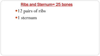 Ribs and Sternum= 25 bones
12 pairs of ribs
1 sternum
 