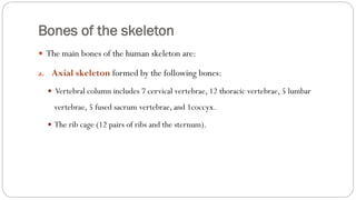 Bones of the skeleton
 The main bones of the human skeleton are:
a. Axial skeleton formed by the following bones:
 Vertebral column includes 7 cervical vertebrae, 12 thoracic vertebrae, 5 lumbar
vertebrae, 5 fused sacrum vertebrae, and 1coccyx.
 The rib cage (12 pairs of ribs and the sternum).
 