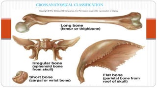 TYPES OF BONE
GROSS ANATOMICAL CLASSIFICATION
 