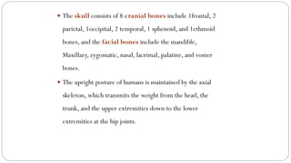  The skull consists of 8 cranial bones include 1frontal, 2
parietal, 1occipital, 2 temporal, 1 sphenoid, and 1ethmoid
bones, and the facial bones include the mandible,
Maxillary, zygomatic, nasal, lacrimal, palatine, and vomer
bones.
 The upright posture of humans is maintained by the axial
skeleton, which transmits the weight from the head, the
trunk, and the upper extremities down to the lower
extremities at the hip joints.
 