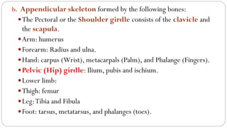 b. Appendicular skeleton formed by the following bones:
The Pectoral or the Shoulder girdle consists of the clavicle and
the scapula.
Arm: humerus
Forearm: Radius and ulna.
Hand: carpus (Wrist), metacarpals (Palm), and Phalange (Fingers).
Pelvic (Hip) girdle: Ilium, pubis and ischium.
Lower limb:
Thigh: femur
Leg:Tibia and Fibula
Foot: tarsus, metatarsus, and phalanges (toes).
 