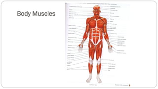 Body Muscles
 