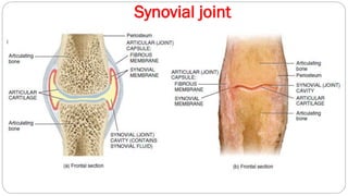 Synovial joint
 