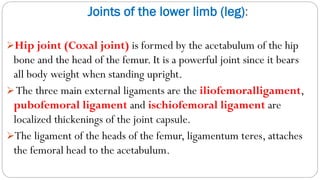 Joints of the lower limb (leg):
➢Hip joint (Coxal joint) is formed by the acetabulum of the hip
bone and the head of the femur. It is a powerful joint since it bears
all body weight when standing upright.
➢The three main external ligaments are the iliofemoralligament,
pubofemoral ligament and ischiofemoral ligament are
localized thickenings of the joint capsule.
➢The ligament of the heads of the femur, ligamentum teres, attaches
the femoral head to the acetabulum.
 