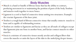 Body Muscles
 Muscle is a band or bundle of fibrous tissue that has the ability to contract,
producing movement in or maintaining the position of parts of the body.Tendons
and muscles work together to move bones.
 Ligament is a cord or band of connective tissue uniting two structures. Example:
the cruciate ligaments of the knee joint.
 Tendon is a tough band of fibrous connective tissue that usually connects muscle to
bone and is capable of withstanding tension.
 Tendons are similar to ligaments and fasciae as they are all made of collagen except
that ligaments join one bone to another bone, and fasciae connect muscles to other
muscles.
 Fascia is a mixture of connective tissues mostly areolar and collagen fibers that
covers the muscles or units the layers of the skin to the underlying deeper tissues.
 