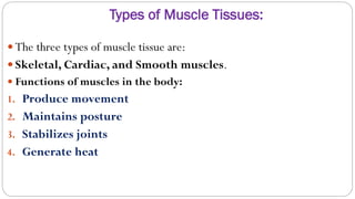 Types of Muscle Tissues:
 The three types of muscle tissue are:
 Skeletal, Cardiac, and Smooth muscles.
 Functions of muscles in the body:
1. Produce movement
2. Maintains posture
3. Stabilizes joints
4. Generate heat
 