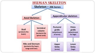 HUMAN SKELETON
 