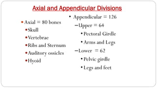 Axial and Appendicular Divisions
Axial = 80 bones
Skull
Vertebrae
Ribs and Sternum
Auditory ossicles
Hyoid
• Appendicular = 126
–Upper = 64
•Pectoral Girdle
•Arms and Legs
–Lower = 62
•Pelvic girdle
•Legs and feet
 