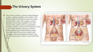 The Urinary System
 The urinary system consists of the kidneys,
ureters, urinary bladder, and urethra. The
kidneys filter the blood to remove wastes
and produce urine. The ureters, urinary
bladder, and urethra together form the
urinary tract, which acts as a plumbing
system to drain urine from the kidneys, store
it, and then release it during urination.
Besides filtering and eliminating wastes
from the body, the urinary system also
maintains the homeostasis of water, ions,
pH, blood pressure, calcium and red blood
cells.
 