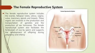 The Female Reproductive System
 The female reproductive system includes
the ovaries, fallopian tubes, uterus, vagina,
vulva, mammary glands and breasts. These
organs are involved in the production and
transportation of gametes and the
production of sex hormones. The female
reproductive system also facilitates the
fertilization of ova by sperm and supports
the development of offspring during
pregnancy and infancy
 