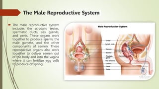 The Male Reproductive System
 The male reproductive system
includes the scrotum, testes,
spermatic ducts, sex glands,
and penis. These organs work
together to produce sperm, the
male gamete, and the other
components of semen. These
reproductive organs also work
together to deliver semen out
of the body and into the vagina
where it can fertilize egg cells
to produce offspring
 