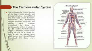 The Cardiovascular System
 The cardiovascular system consists
of the heart, blood vessels, and
the approximately 5 liters of blood
that the blood vessels transport.
Responsible for transporting
oxygen, nutrients, hormones, and
cellular waste products
throughout the body, the
cardiovascular system is powered
by the body's hardest-working
organ --- the heart, which is only
about the size of a closed fist.
Even at rest, the average heart
easily pumps over 5 liters of blood
throughout the body every
minute.
 