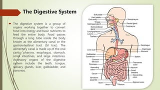 The Digestive System
 The digestive system is a group of
organs working together to convert
food into energy and basic nutrients to
feed the entire body. Food passes
through a long tube inside the body
known as the alimentary canal or the
gastrointestinal tract (GI trac). The
alimentary canal is made up of the oral
cavity, pharynx, esophagus, stomach,
small intestines, and large intestines.
Accessory organs of the digestive
system include the teeth, tongue,
salivary glands, liver, gallbladder, and
pancreas.
 