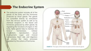 The Endocrine System
 The endocrine system includes all of the
glands of the body and the hormones
produced by those glands. The glands
are controlled directly by stimulation
from the nervous system as well as by
chemical receptors in the blood and
hormones produced by other glands. By
regulating the functions of organs in the
body, these glands help to maintain the
body's homeostasis. Cellular
metabolism, reproduction, sexual
development, sugar and mineral
homeostasis, heart rate, and digestion
are among the many processes
regulated by the actions of hormones.
 