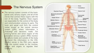 The Nervous System
 The nervous system consists of the brain,
spinal cord, sensory organs, and all of the
nerves that connect these organs with the
rest of the body. Together, these organs
are responsible for the control of the body
and communication among its parts. The
brain and spinal cord form the control
center known as the central nervous
system (CNS), where information is
evaluated and decisions made. The
sensory nerves and sense organs of the
peripheral nervous system (PNS) monitor
conditions inside and outside of the body
and send this information to the CNS.
Efferent nerves in the PNS carry signals
from the control center to the muscles,
glands, and organs to regulate their
functions
 